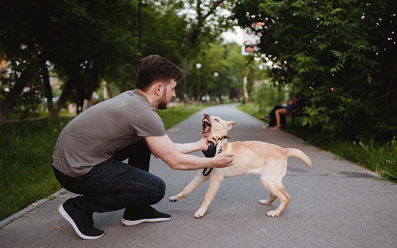 man and dog Johnson Livingston Attorneys in Orem UT
